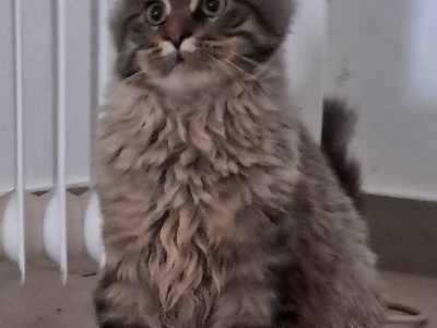 Black Crown Maine Coon