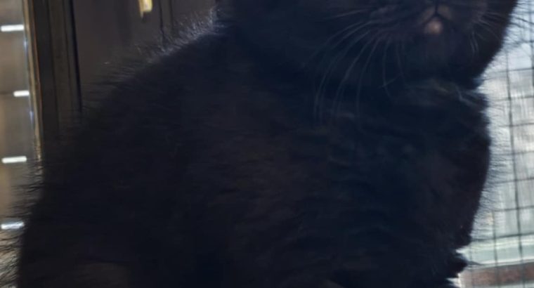 Brit rövidszőrű fekete kandúr