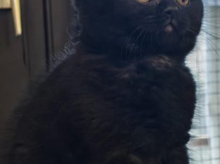 Brit rövidszőrű fekete kandúr