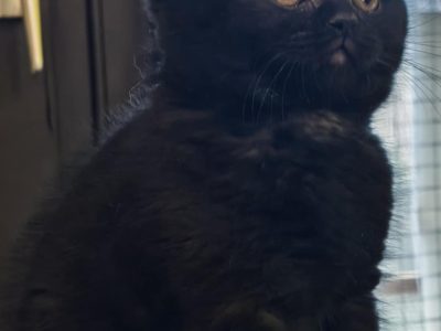 Brit rövidszőrű fekete kandúr