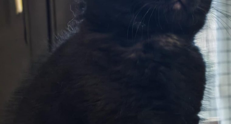 Brit rövidszőrű fekete kandúr