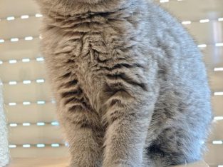 Brit rövidszőrű kék kandúr