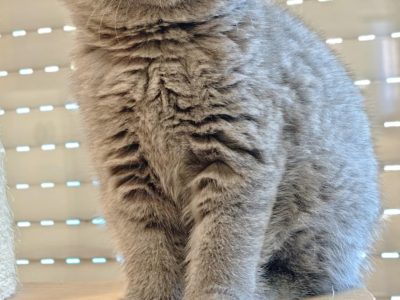 Brit rövidszőrű kék kandúr