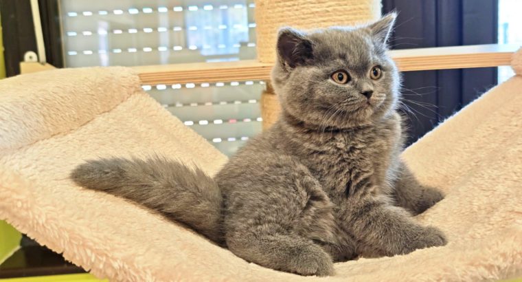 Brit rövidszőrű kék kandúr