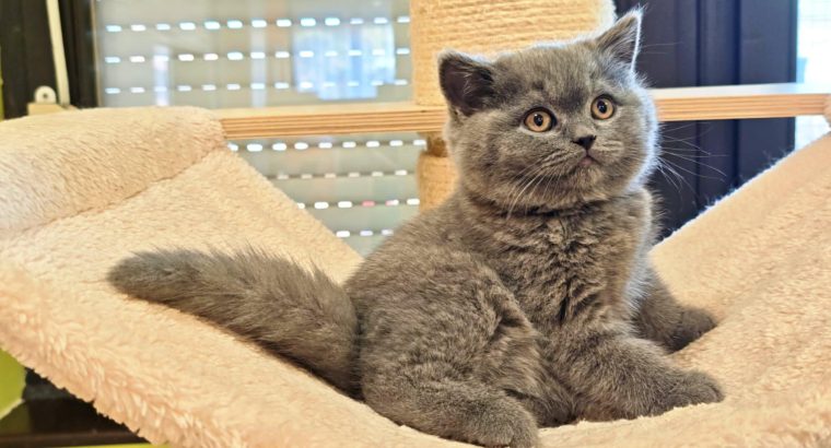 Brit rövidszőrű kék kandúr