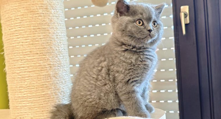 Brit rövidszőrű kék kandúr