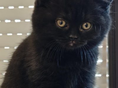 Brit rövidszőrű fekete kislány