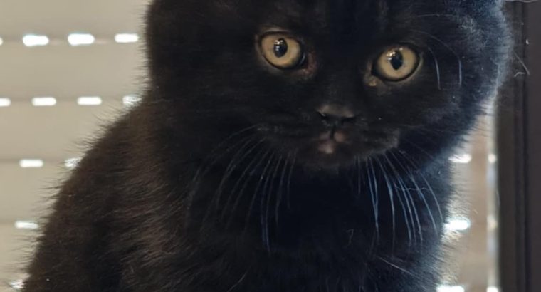 Brit rövidszőrű fekete kislány