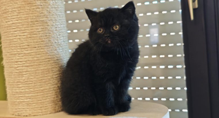 Brit rövidszőrű fekete kislány