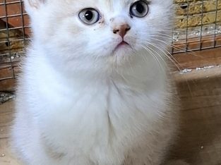 Krém-fehér kandúr