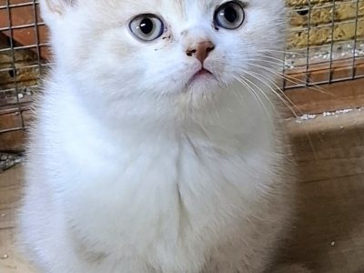 Krém-fehér kandúr