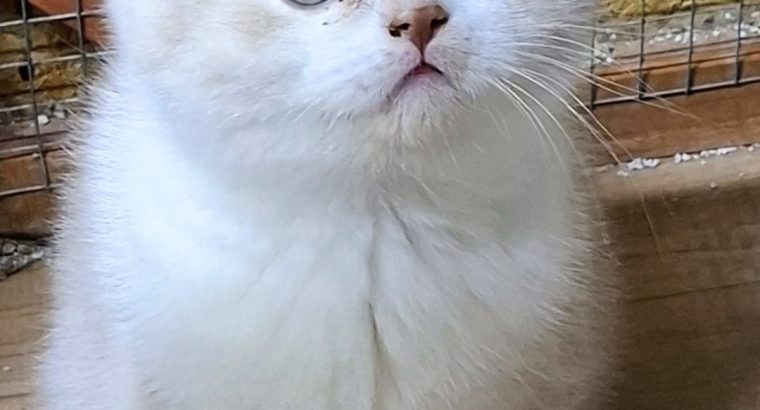 Krém-fehér kandúr