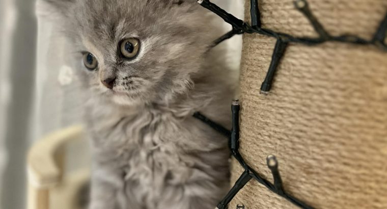 Brit hosszúszőrű kislány