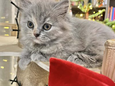 Brit hosszúszőrű kislány