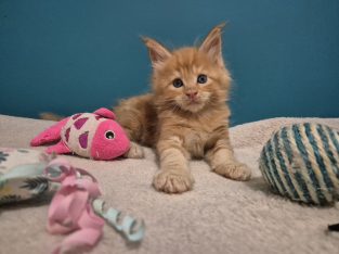 Zaka’s Pearl Filippo