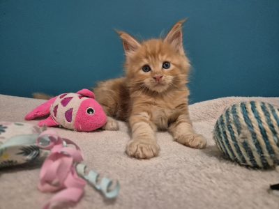 Zaka’s Pearl Filippo