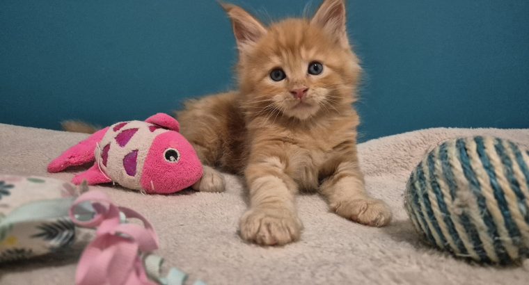 Zaka’s Pearl Filippo