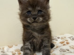 Zaka’s Pearl Floyd