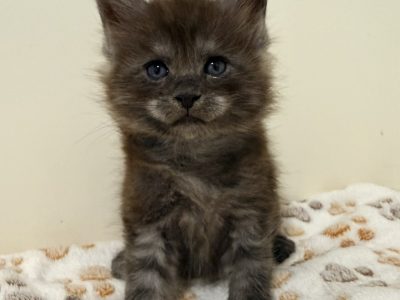 Zaka’s Pearl Floyd