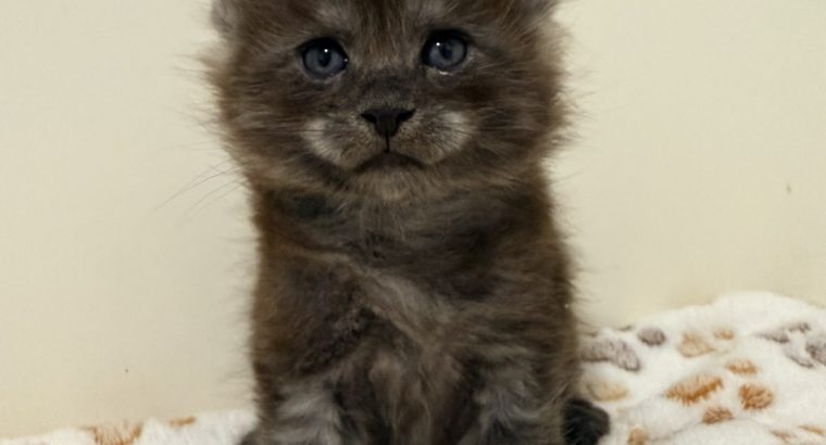 Zaka’s Pearl Floyd