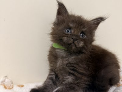 Zaka’s Pearl Frodo