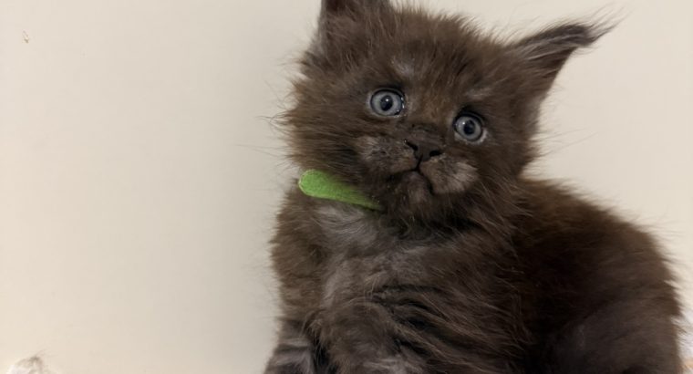 Zaka’s Pearl Frodo