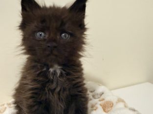 Zaka’s Pearl Freddy