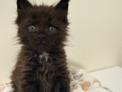 Zaka’s Pearl Freddy