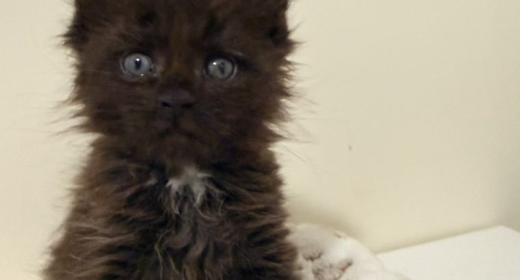 Zaka’s Pearl Freddy