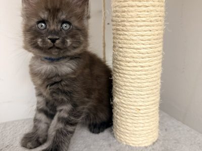 Zaka’s Pearl Floyd