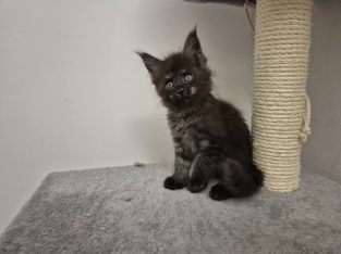 Zaka’s Pearl Frodo