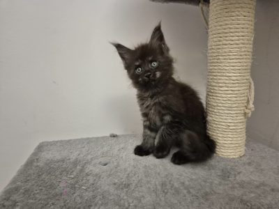 Zaka’s Pearl Frodo