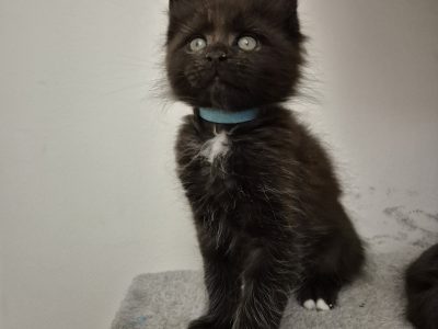 Zaka’s Pearl Freddy