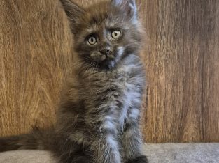 Zaka’s Pearl Frodo