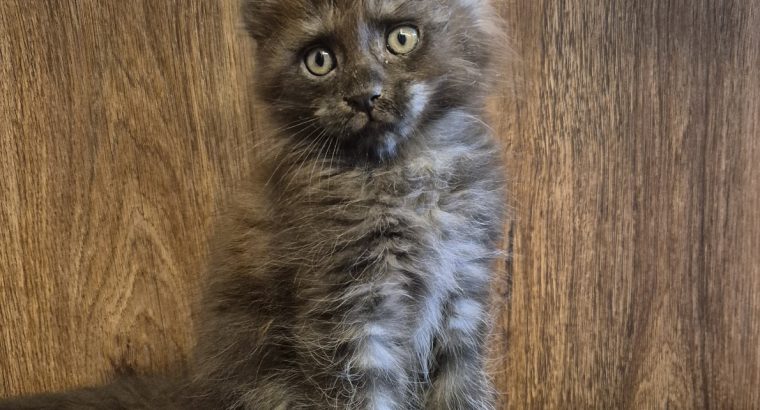 Zaka’s Pearl Frodo