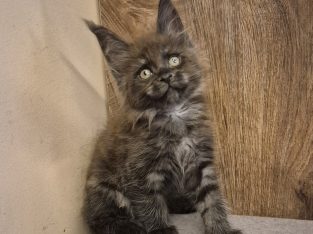 Zaka’s Pearl Felix