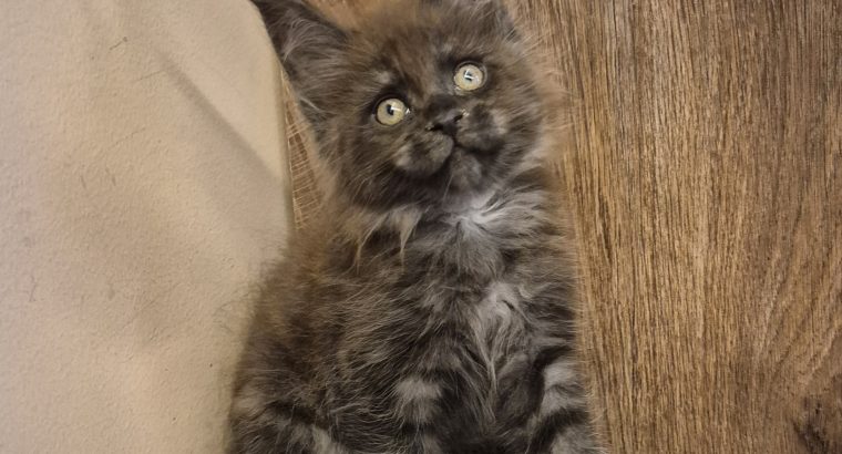 Zaka’s Pearl Felix