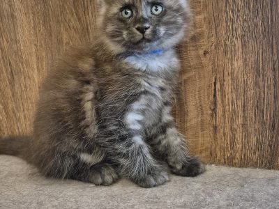 Zaka’s Pearl Floyd