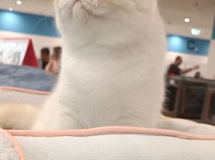 Red Lynx Point exo eladò