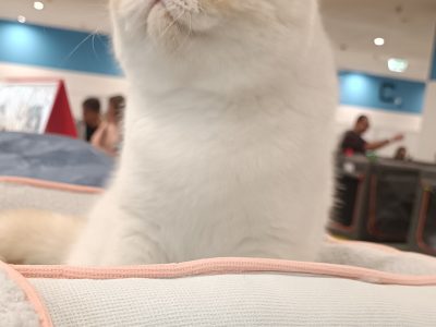 Red Lynx Point exo eladò