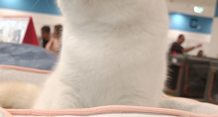 Red Lynx Point exo eladò