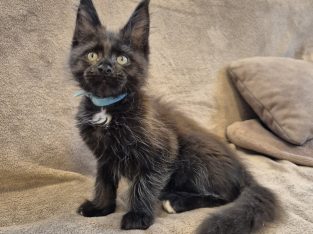 Zaka’s Pearl Freddy