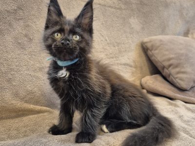 Zaka’s Pearl Freddy