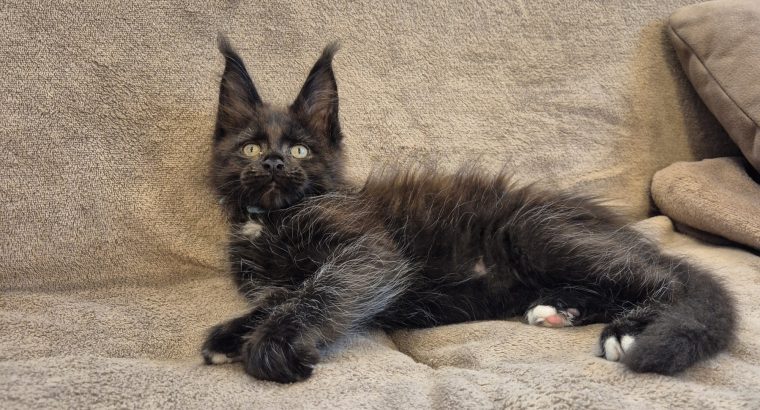 Zaka’s Pearl Freddy