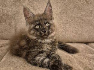 Zaka’s Pearl Floyd