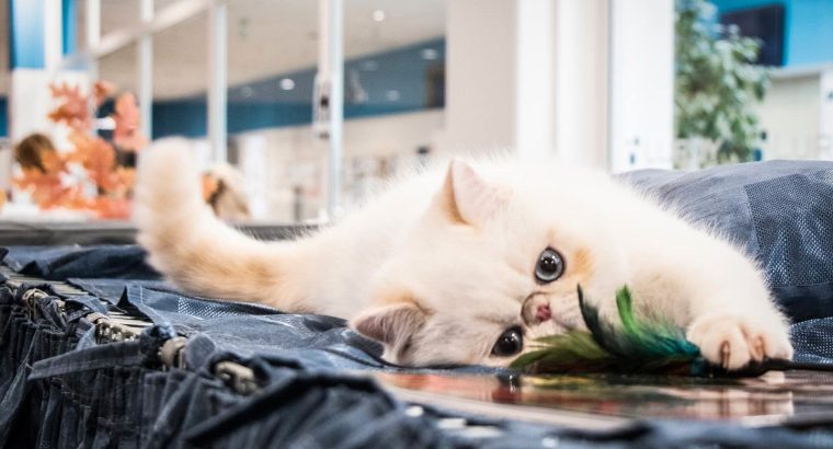 Cream lynx point exo kandùr eladò