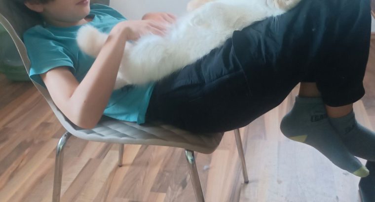 Cream lynx point exo kandùr eladò