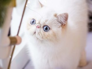 Cream lynx point exo kandùr eladò