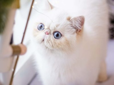 Cream lynx point exo kandùr eladò