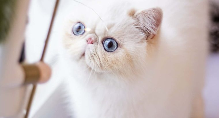 Cream lynx point exo kandùr eladò